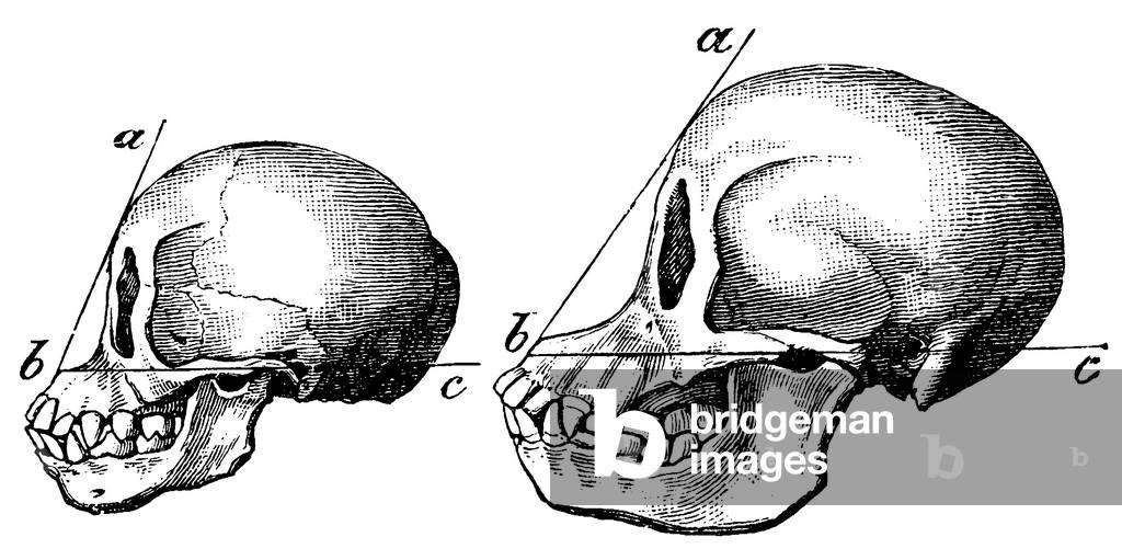Orang-Utan, scull at the age of two (left) and four (right), Pongo pygmaeus