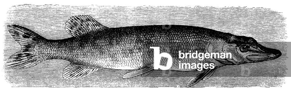 Pike