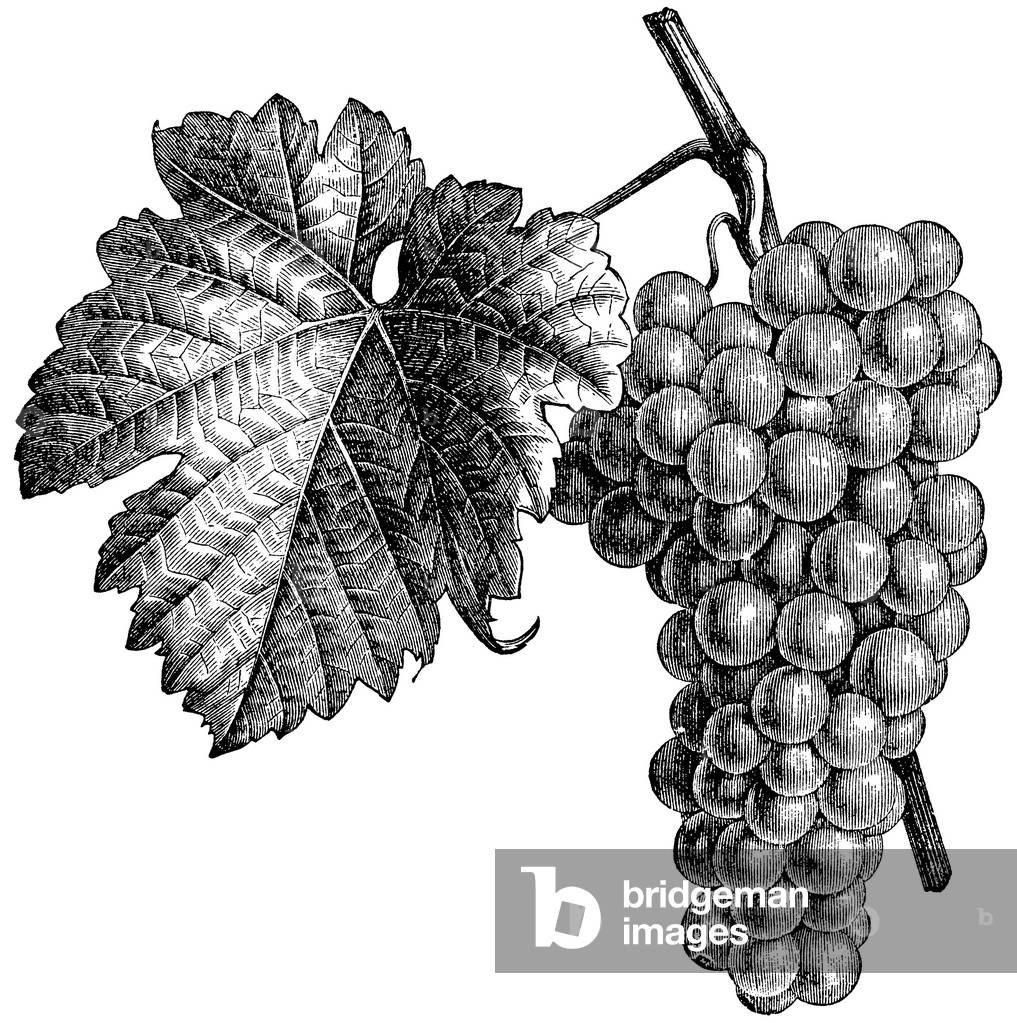 Wine, Variety: Chasselas Paris