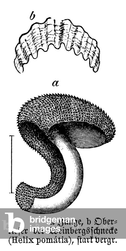Edible snail, large garden snail: lung and upper jaw