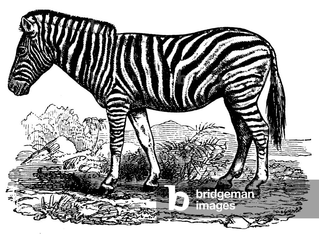 Zebra