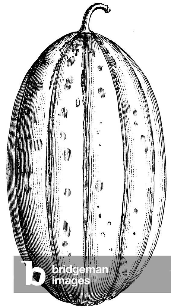 Melon varieties: Long Moscatello