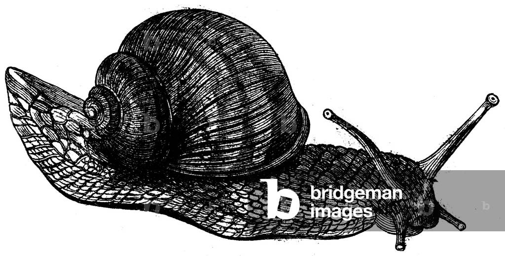 Edible snail, large garden snail
