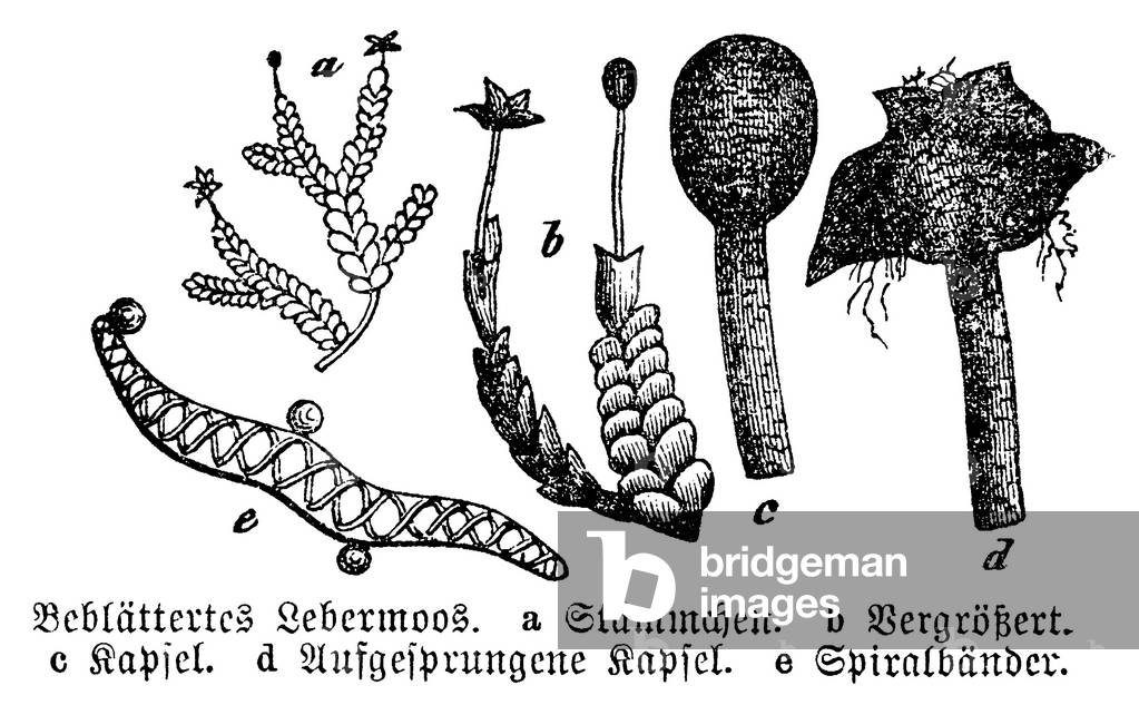 Liverwort