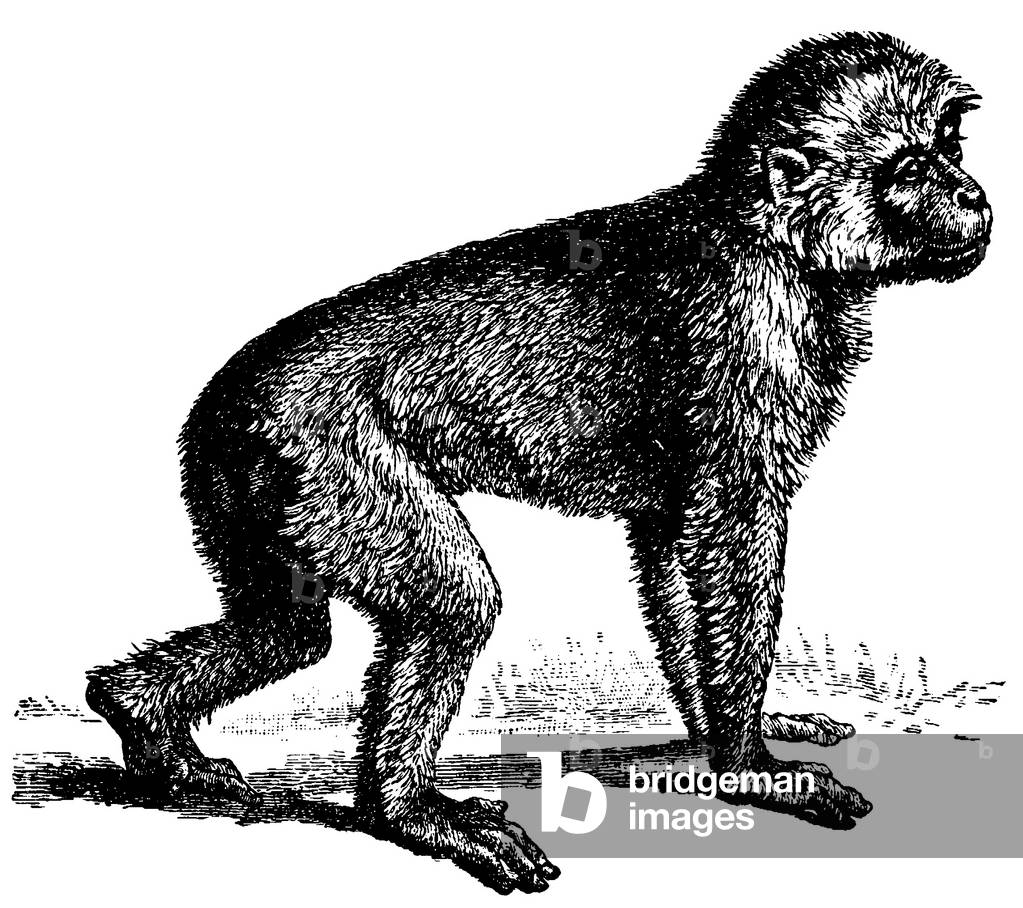 Barbary ape, Macaca sylvanus