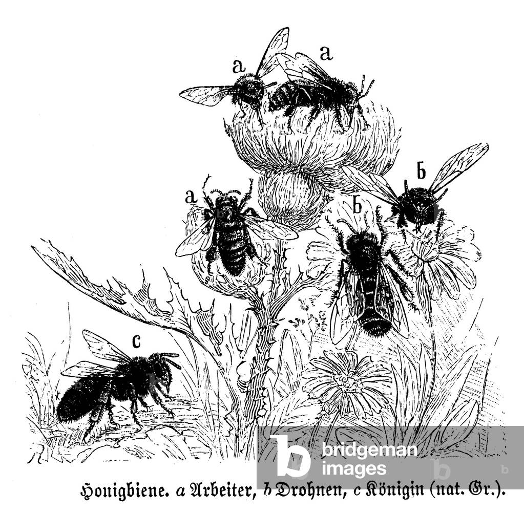 Honey bee: queen, worker bees, drones