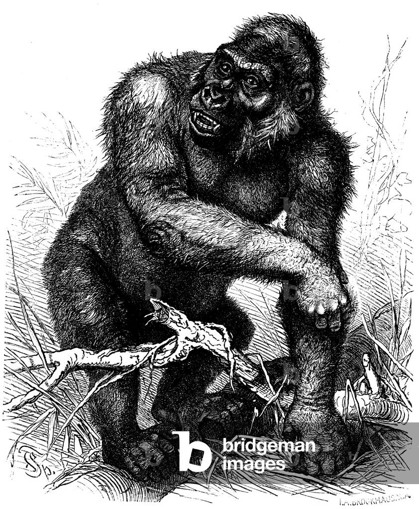 Gorilla: old male, silverback