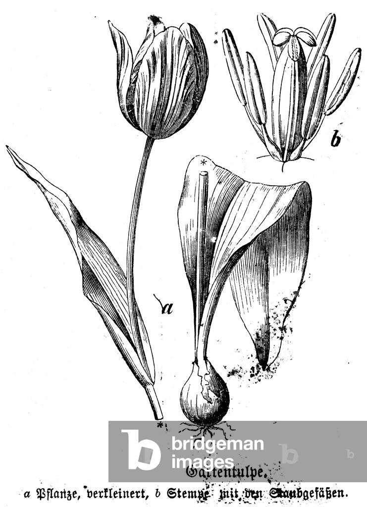 Garden tulip
