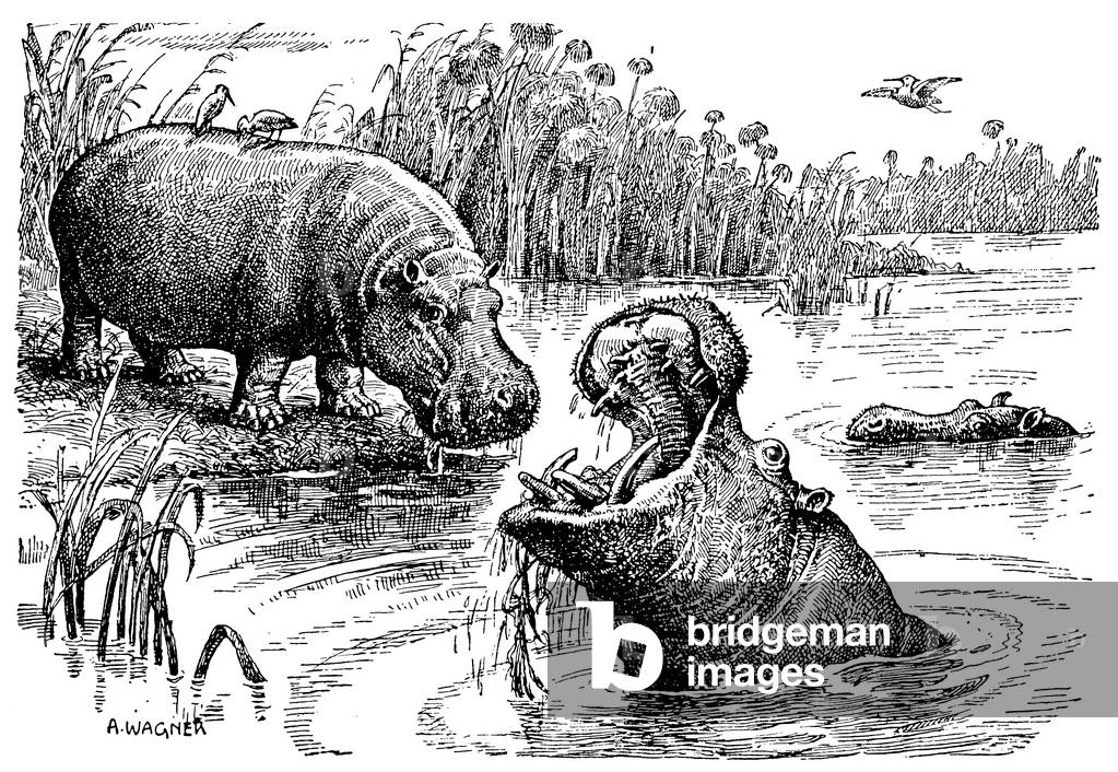 Hippopotamus