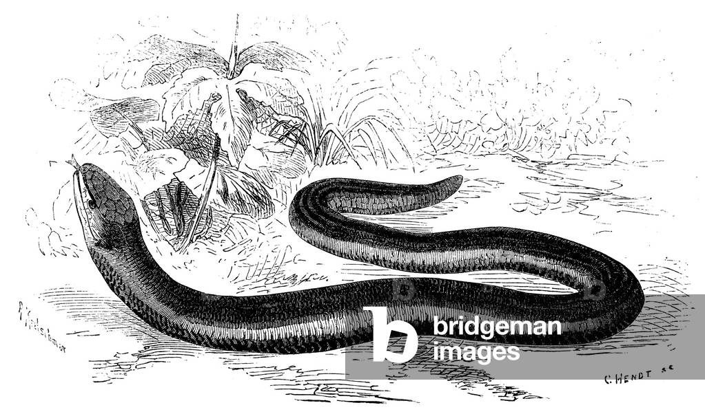 Blind worm, blindworm