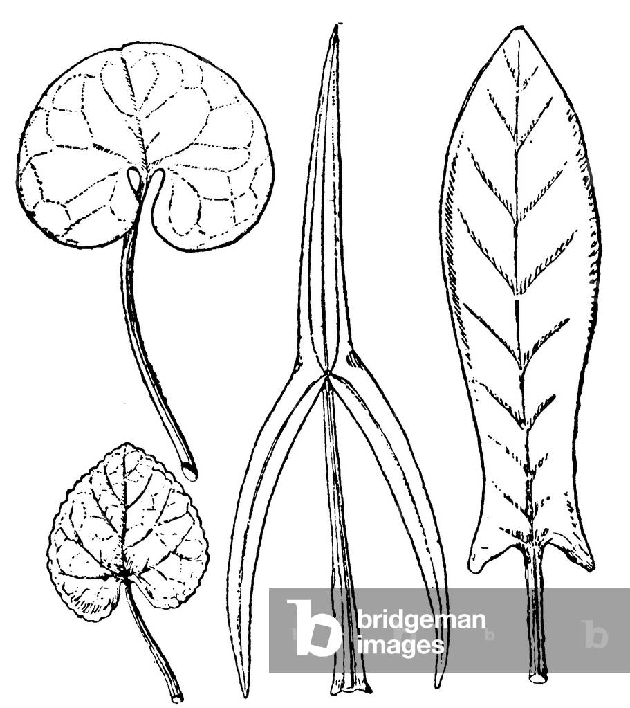 Leaf shapes