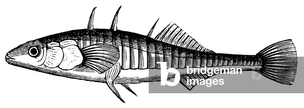 Stickleback