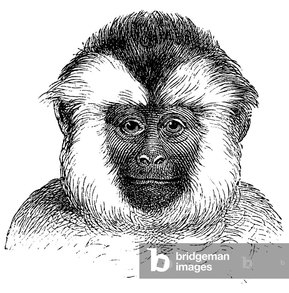 Weeper capuchin, Wedge-capped capuchin: portrait