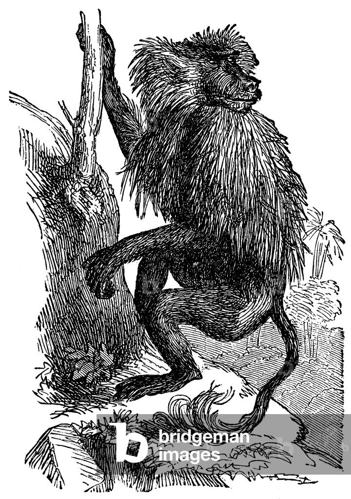 Hamadryas baboon, Sacred babbon