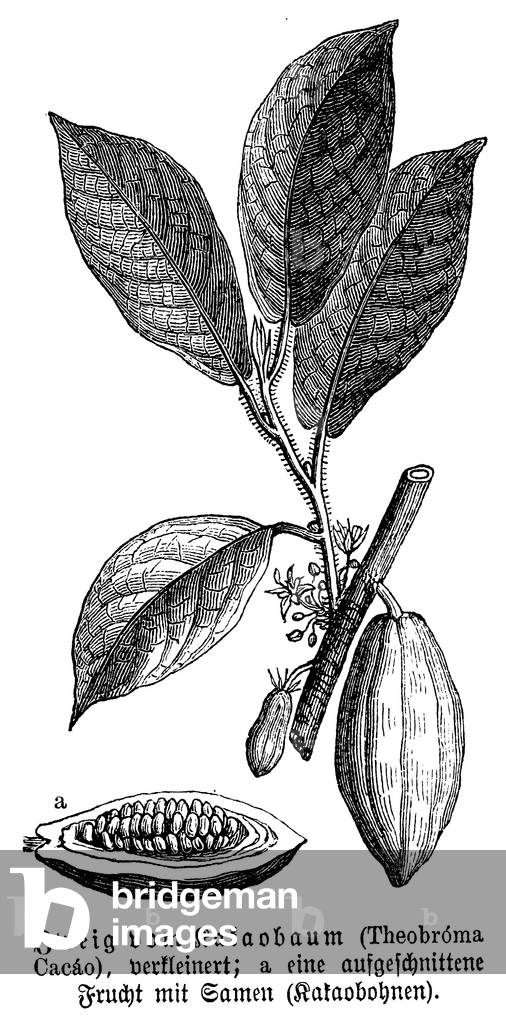 Cacao
