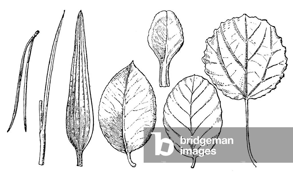Leaf shapes