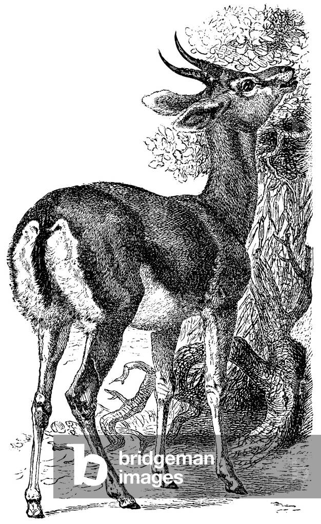 Gazelle