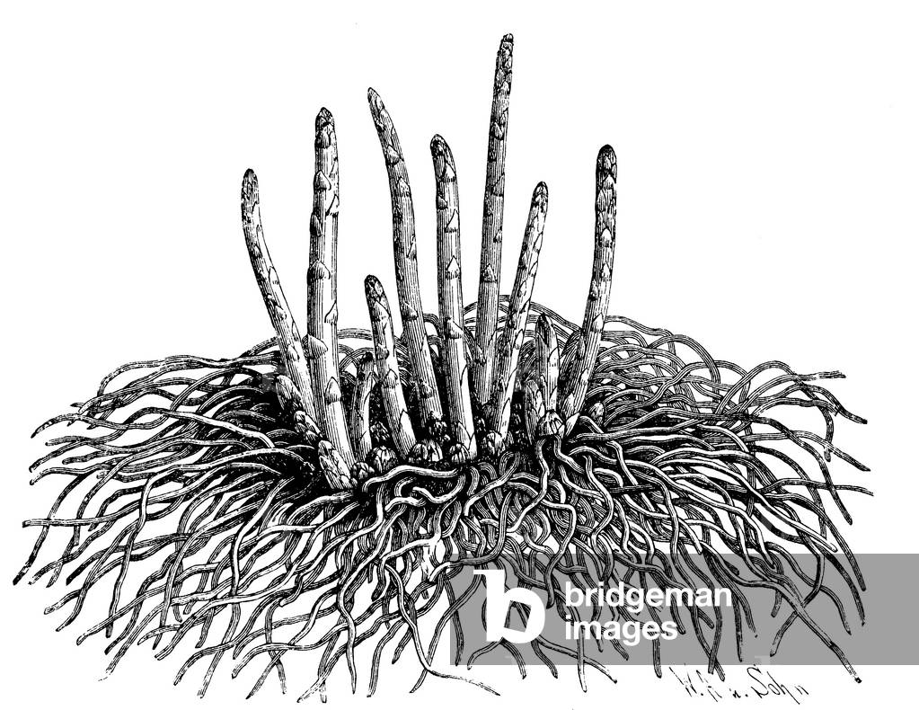 Asparagus: roots