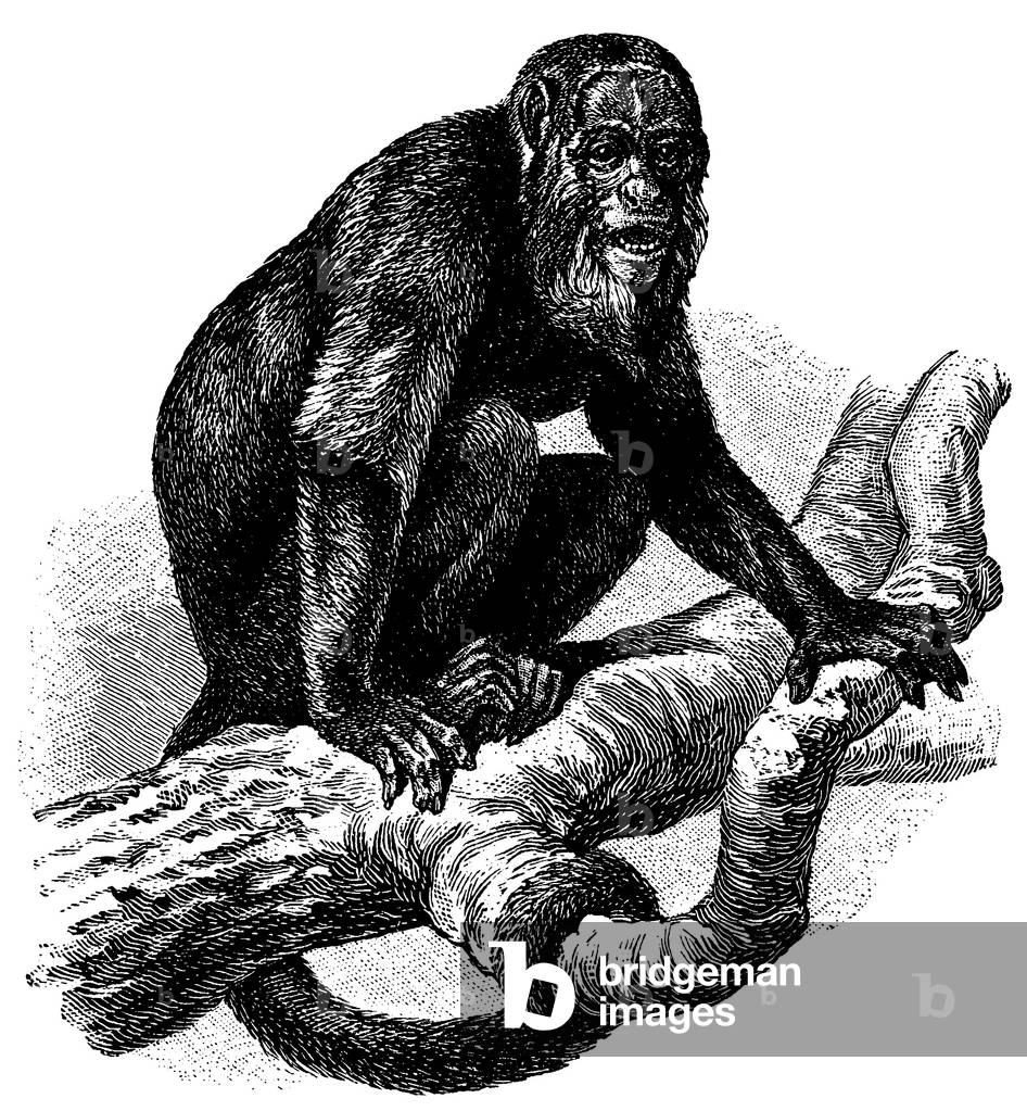 Red howler, Alouatta seniculus