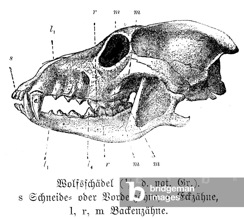 Wolf: Skull