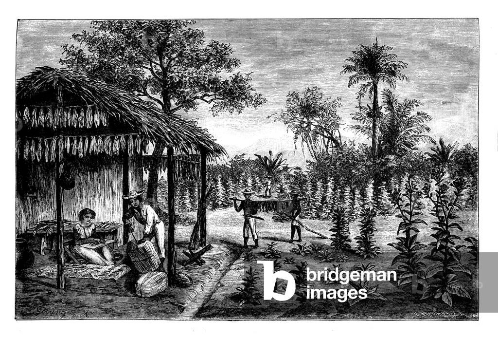 Tobacco: tobacco harvest in Cuba