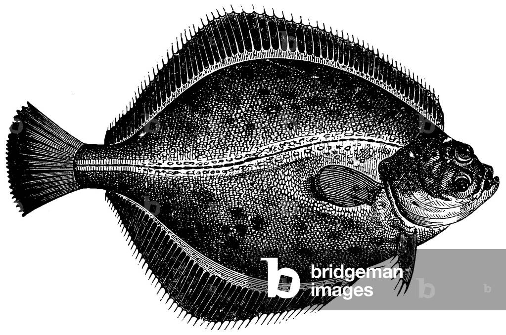 Turbot