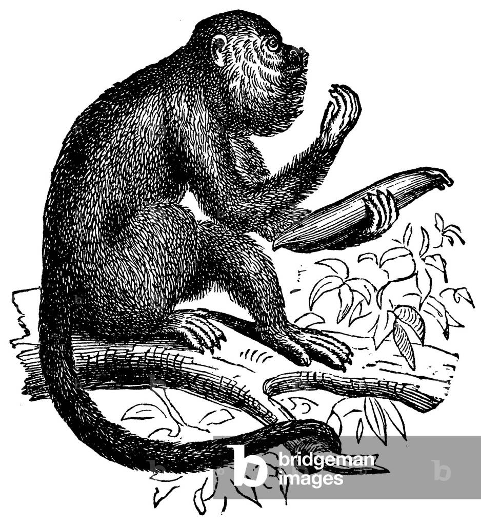 Red howler