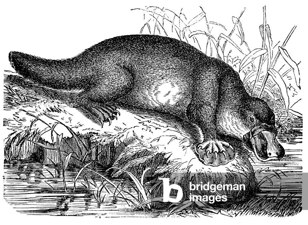 Platypus, duckbill