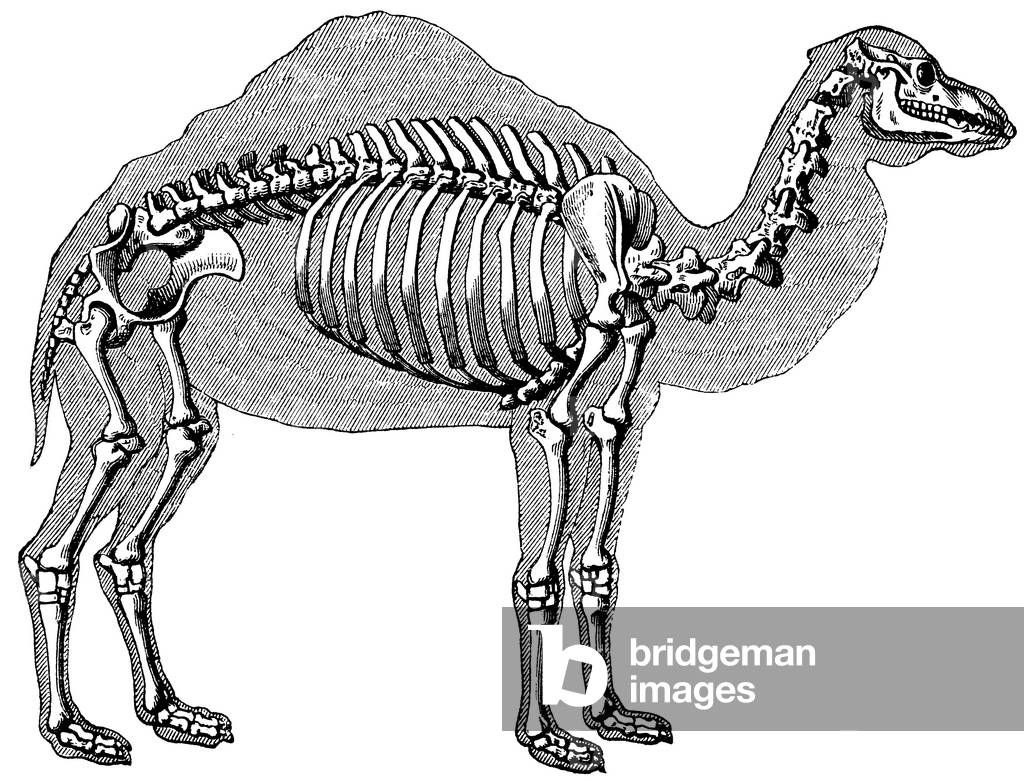 Dromedary: skelton