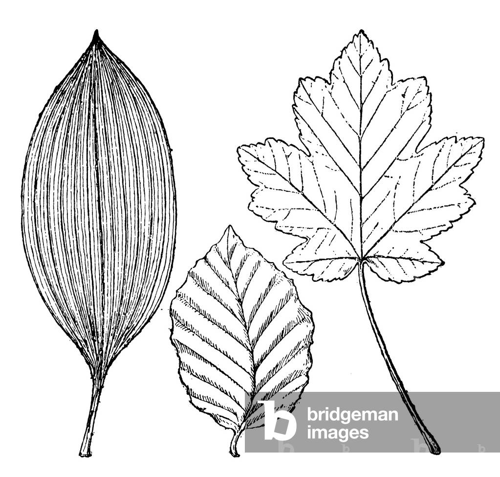 Leaf shapes