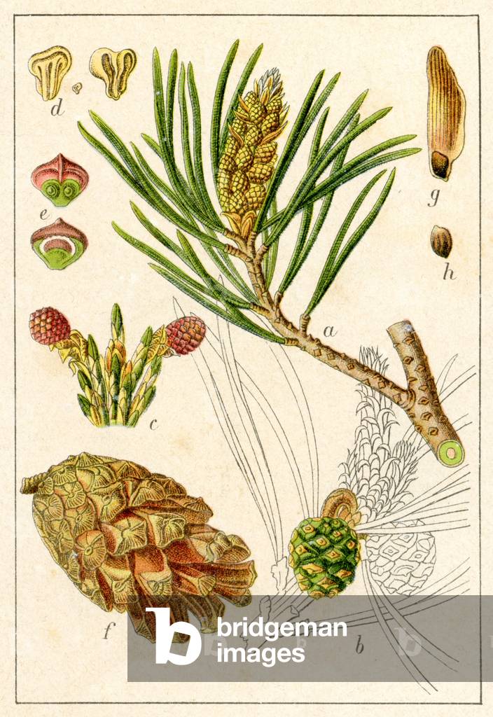 Scots Pine, Pinus sylvestris