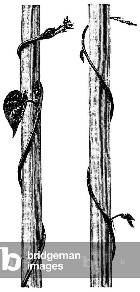 Bean and hops, left- and right-twining stems (left and right)