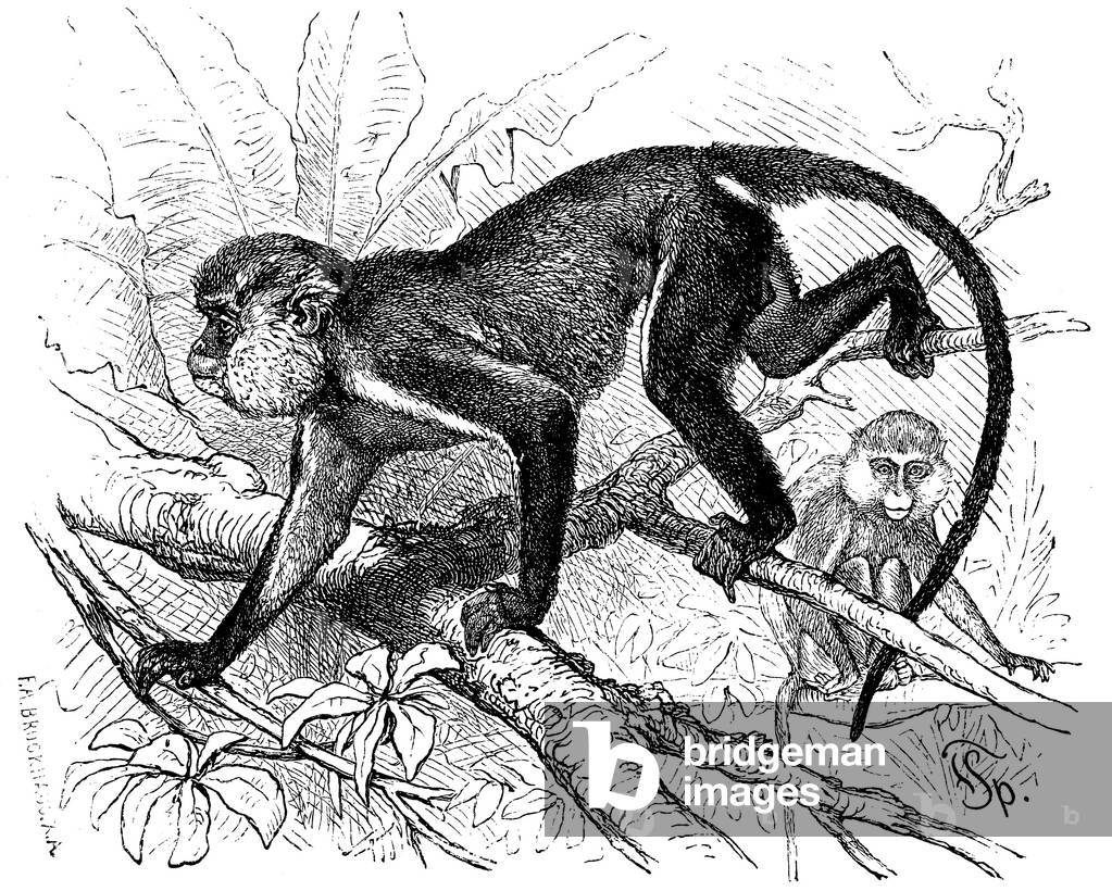 Mona monkey