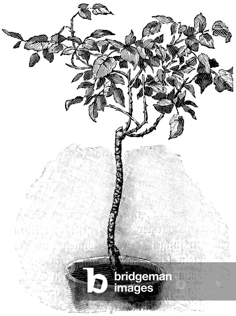 Rose Tree after the cut