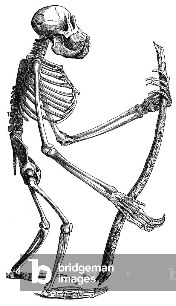 Orang-Utan, Pongo pygmaeus, sceleton of a young animal