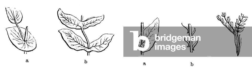 Leaf shapes