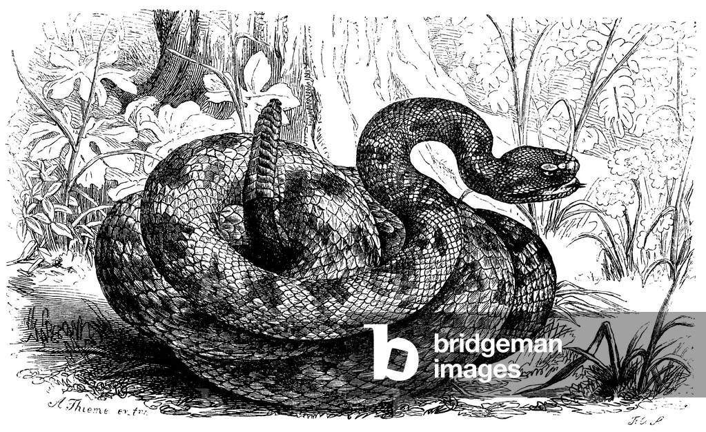 Rattlesnake