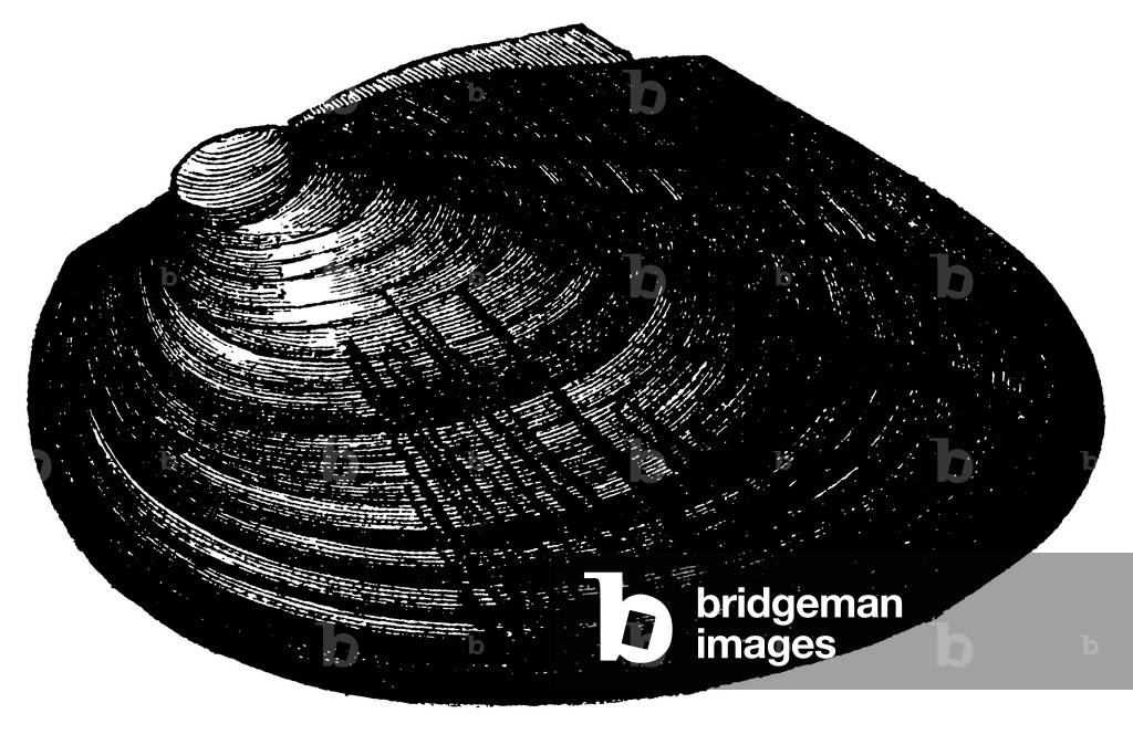 Common goose barnacle