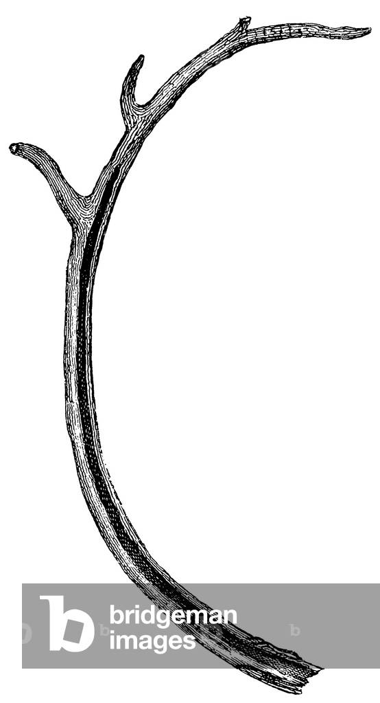 Stone Age tools made ??of reindeer antler.