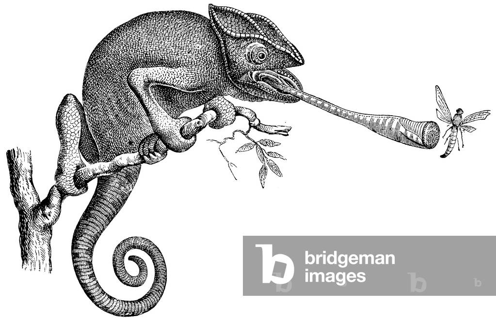 Chameleon