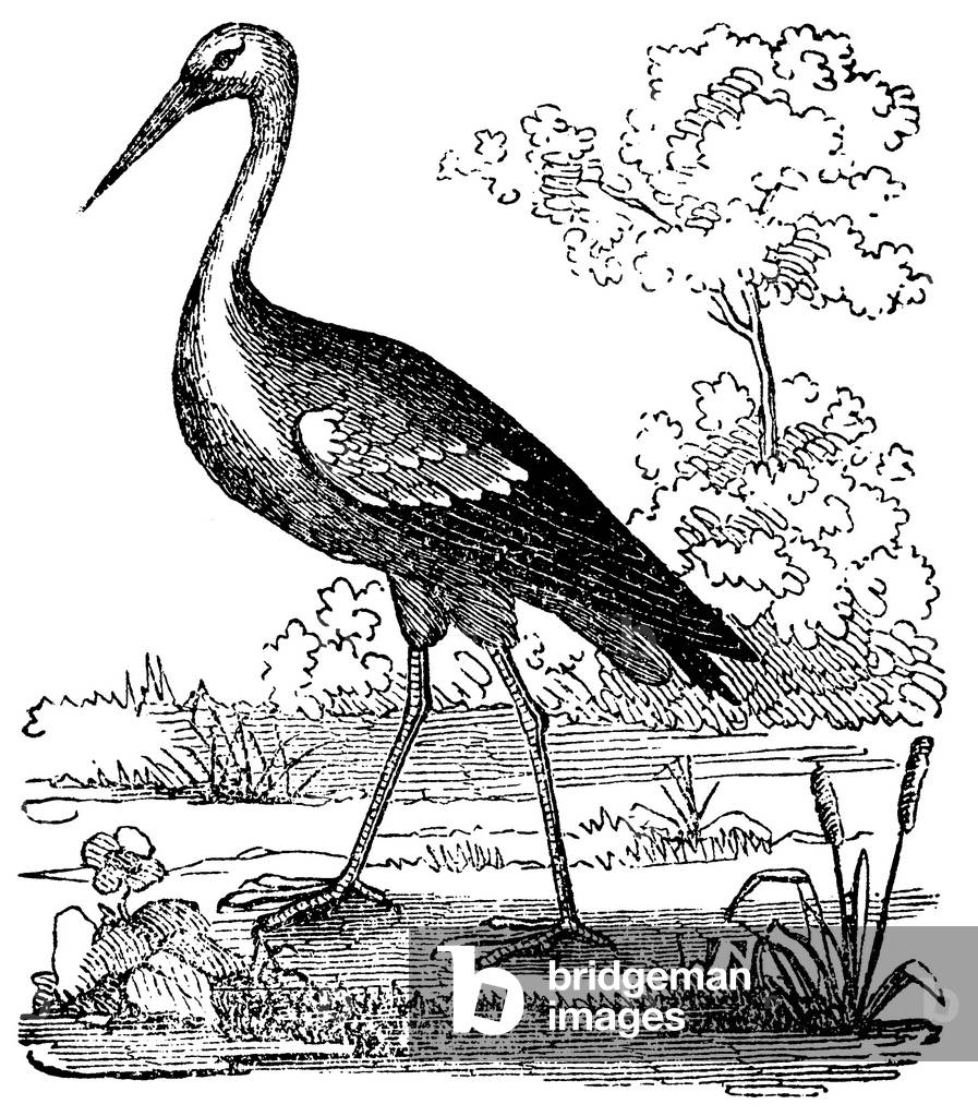 Stork