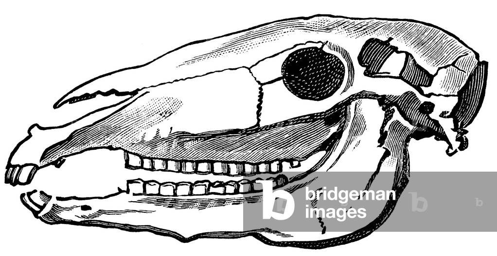Horse skull