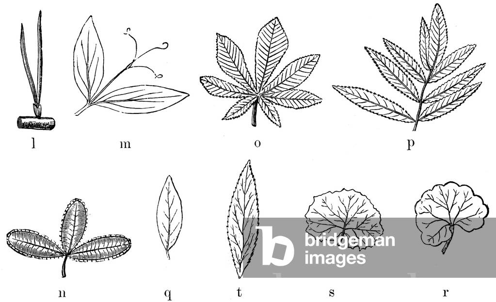 Leaf shapes