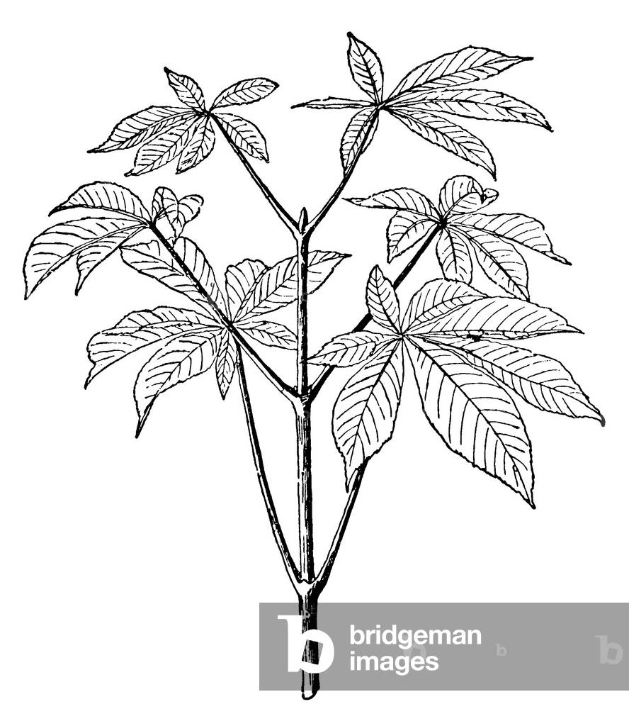Horse Chestnut: branch