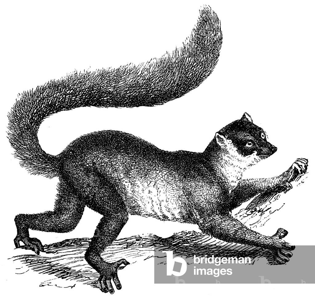 Mongoose lemur