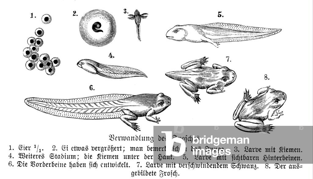Frog development