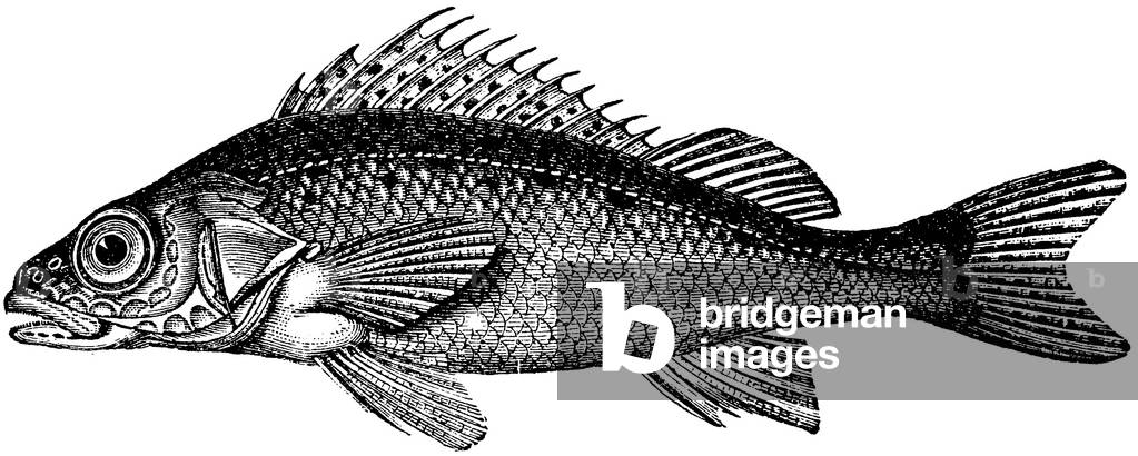 Ruffe
