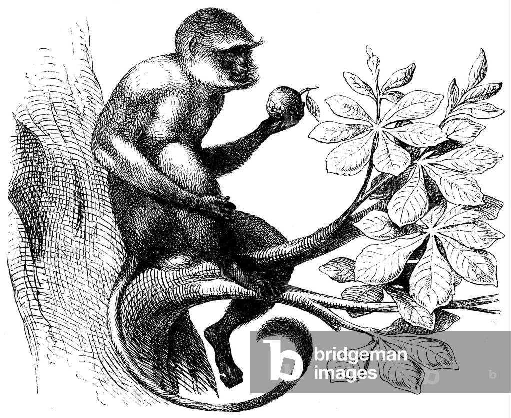 Hanuman langur, Common langur, grey langur