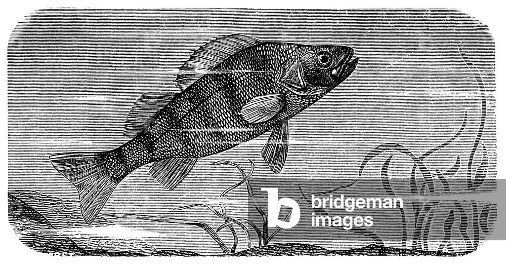 Perch