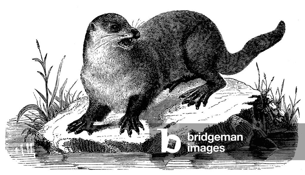 European Otter